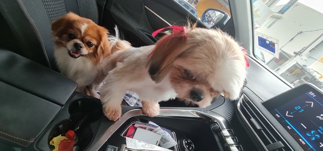 Macy is thinking weather she want to come driver seat or not