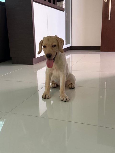 Toffee - Labrador Retriever Dog