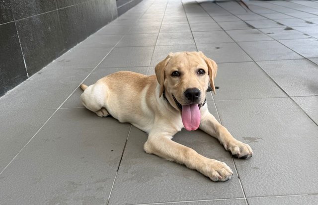 Toffee - Labrador Retriever Dog