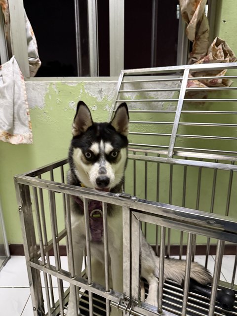 Marvel - Mixed Breed Dog