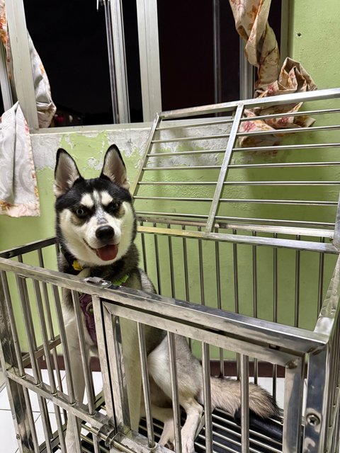 Marvel - Mixed Breed Dog