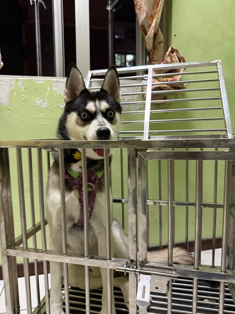 Marvel - Mixed Breed Dog