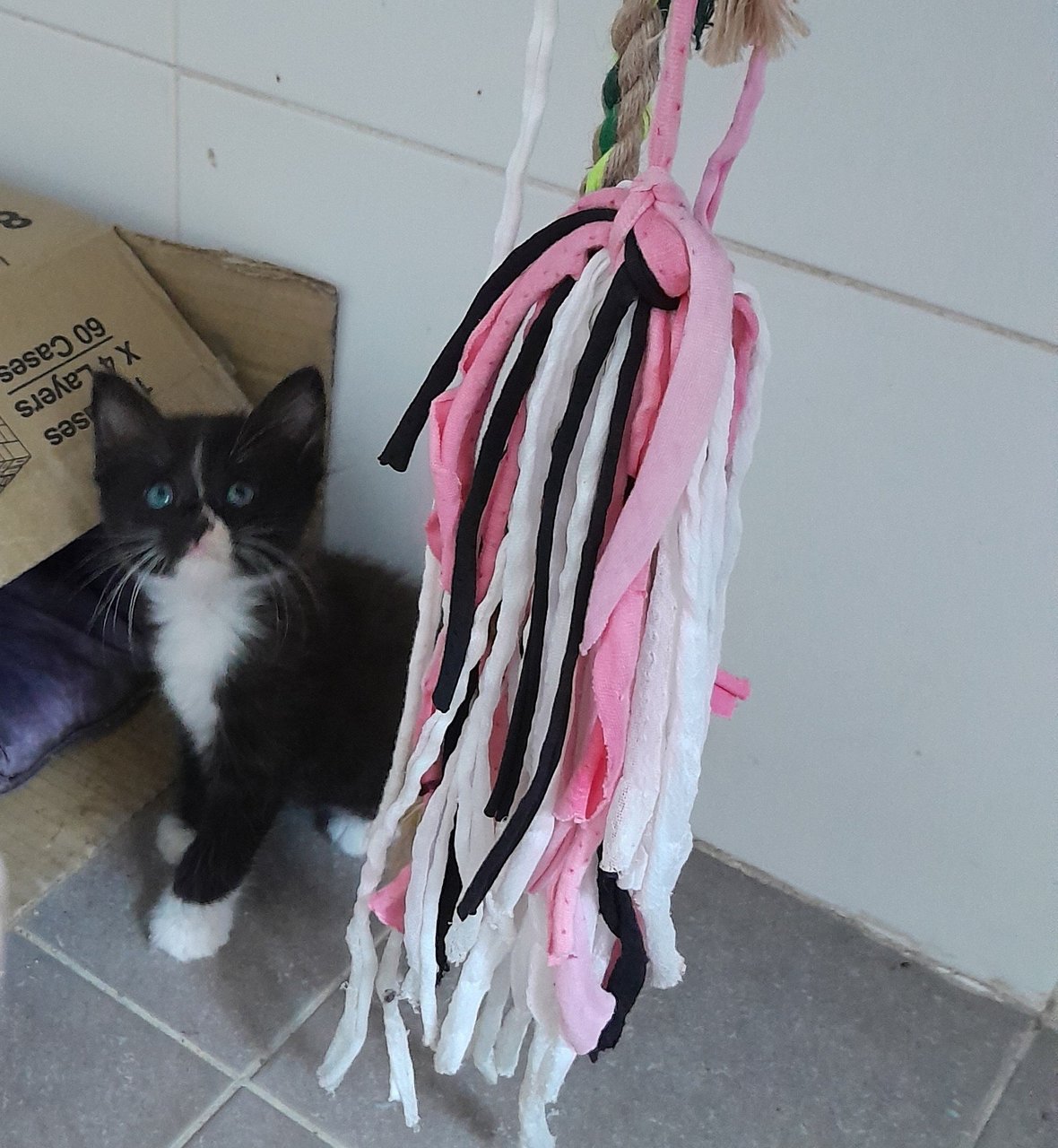 Xedo - Domestic Medium Hair Cat