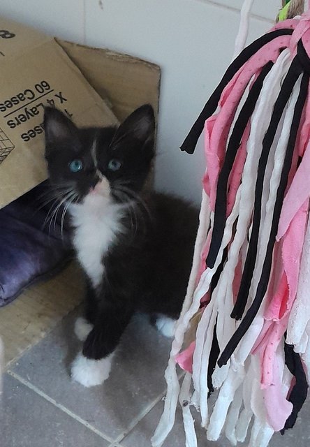 Xedo - Domestic Medium Hair Cat