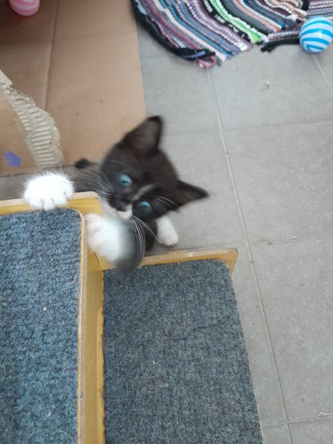 Xedo - Domestic Medium Hair Cat