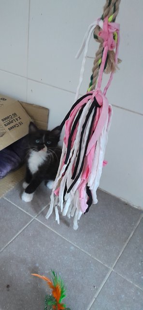 Xedo - Domestic Medium Hair Cat