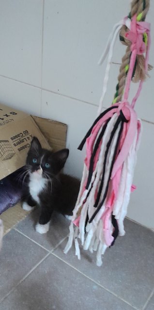 Xedo - Domestic Medium Hair Cat