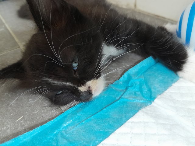 Xedo - Domestic Medium Hair Cat