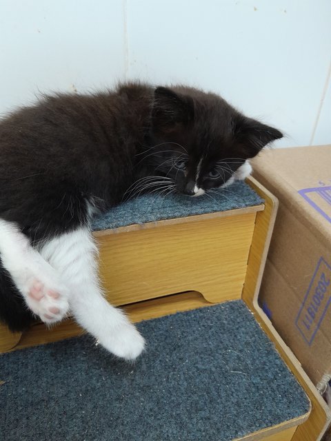 Xedo - Domestic Medium Hair Cat