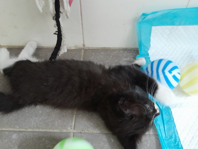 Xedo - Domestic Medium Hair Cat