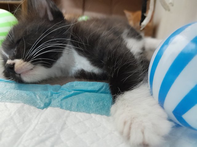 Xedo - Domestic Medium Hair Cat