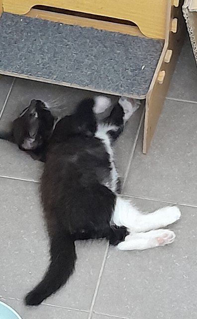 Xedo - Domestic Medium Hair Cat
