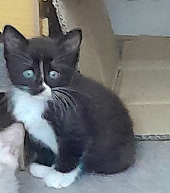 Xedo - Domestic Medium Hair Cat