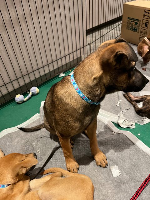 Jouette  - Mixed Breed Dog