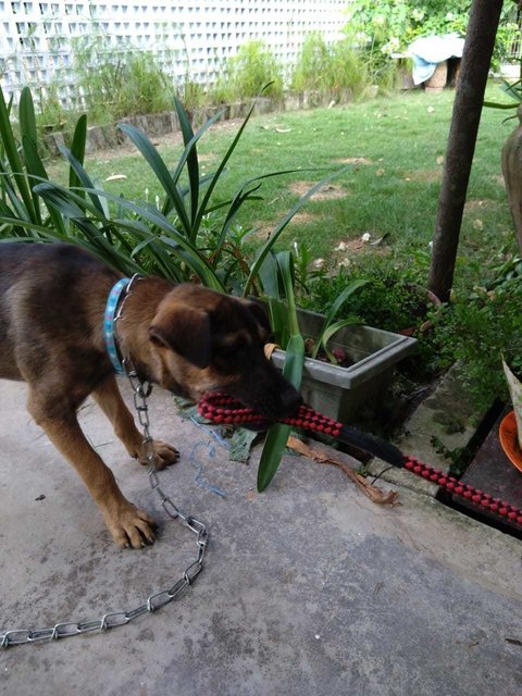 Jouette  - Mixed Breed Dog