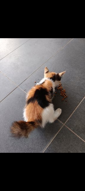 Pong Pong - Domestic Medium Hair Cat