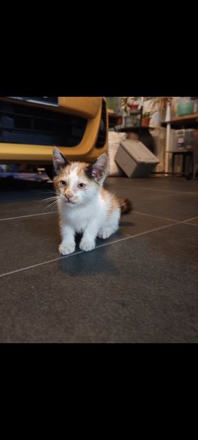 Pong Pong - Domestic Medium Hair Cat