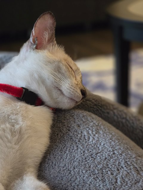 Sleeping in the sofa