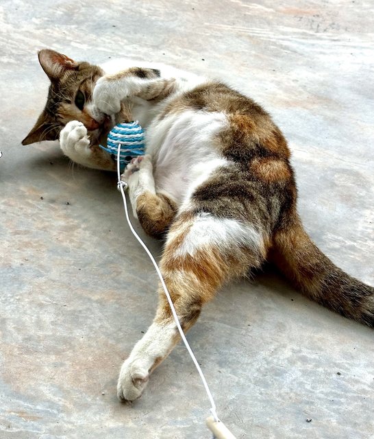 Sunday - Domestic Short Hair Cat