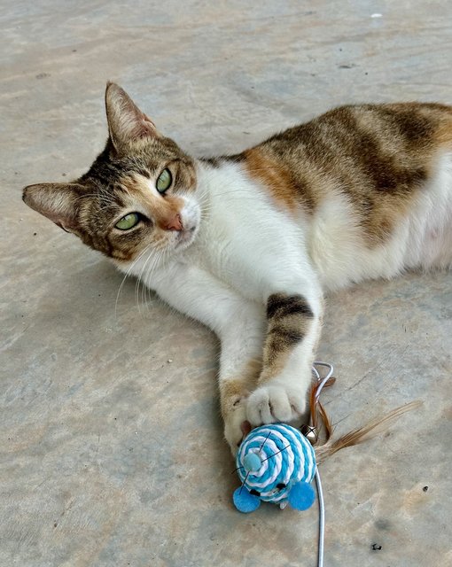 Sunday - Domestic Short Hair Cat