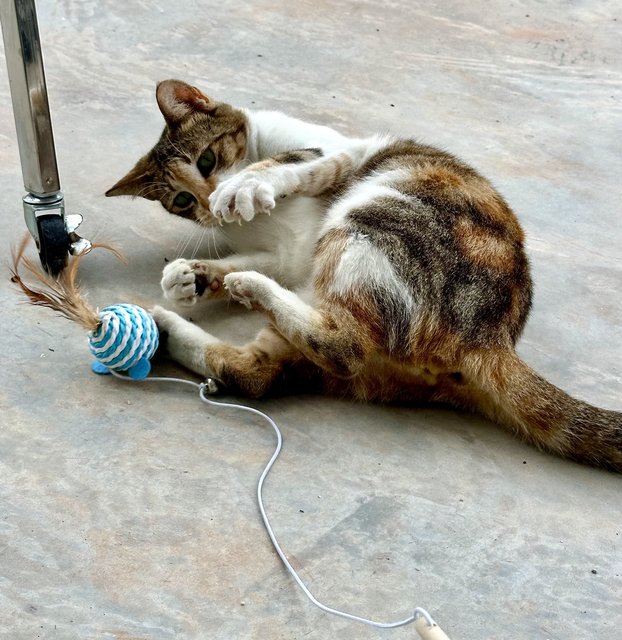 Sunday - Domestic Short Hair Cat