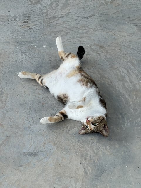 Sunday - Domestic Short Hair Cat