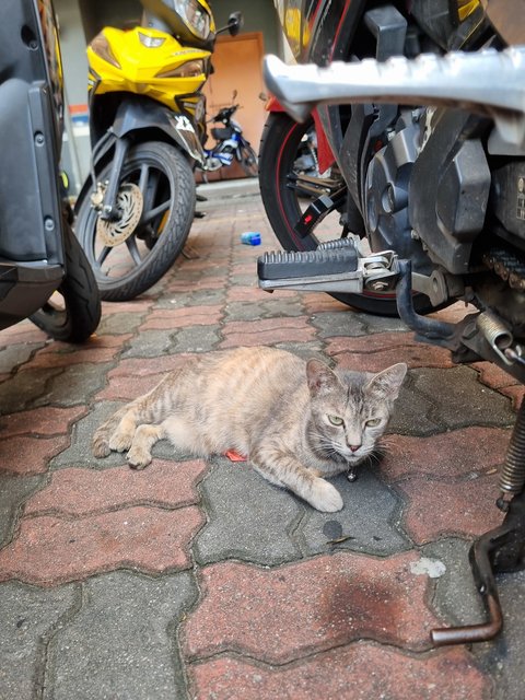 Velva - Tabby Cat