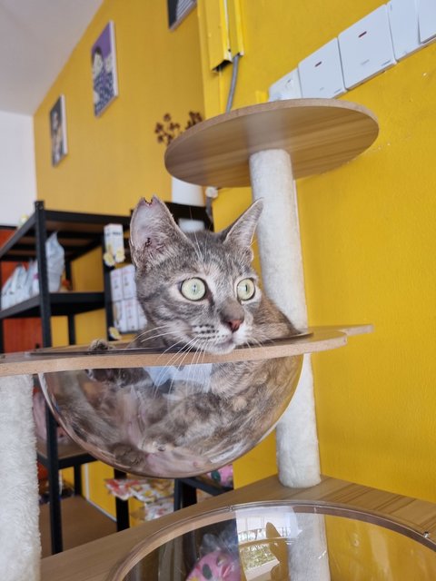 Velva - Tabby Cat