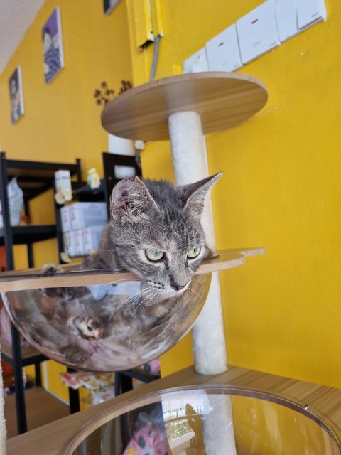 Velva - Tabby Cat