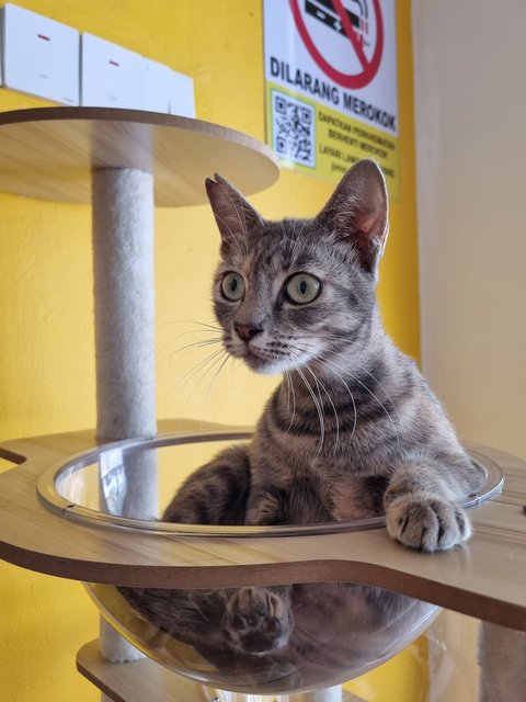 Velva - Tabby Cat