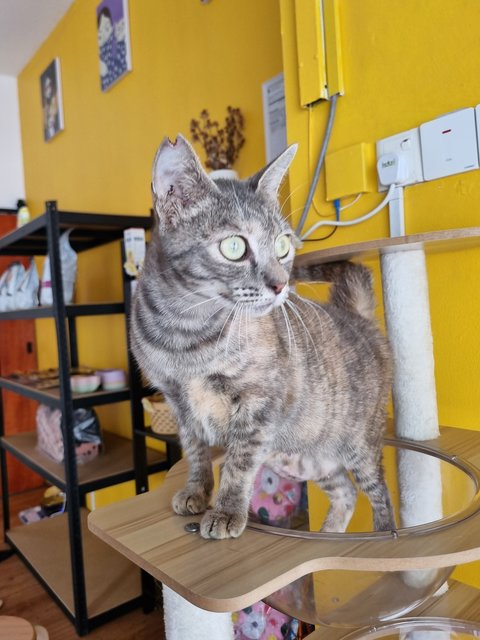 Velva - Tabby Cat