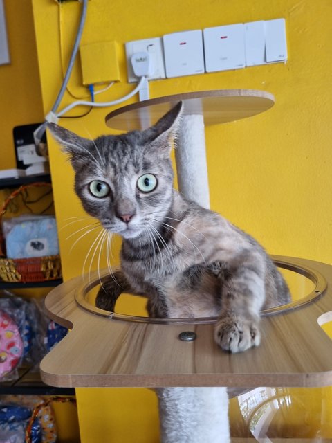 Velva - Tabby Cat