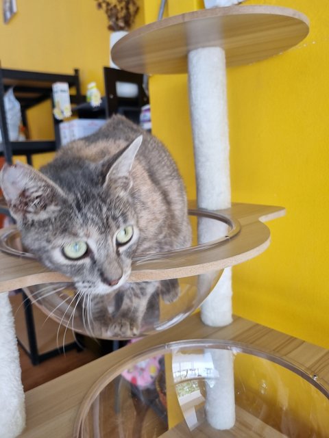 Velva - Tabby Cat