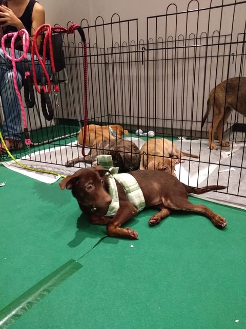 Godiva  - Mixed Breed Dog