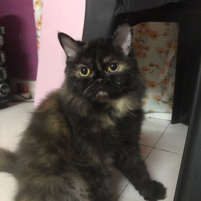 Tortilla - Domestic Long Hair + Persian Cat