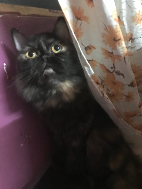 Tortilla - Domestic Long Hair + Persian Cat
