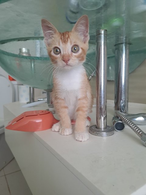 Kitty - Domestic Short Hair Cat