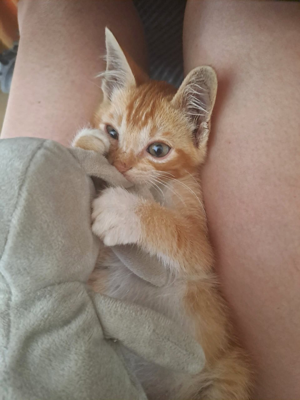 Kitty - Domestic Short Hair Cat