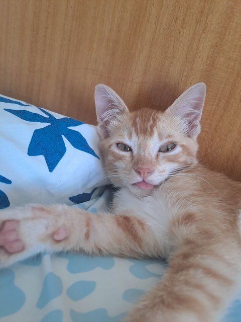 Kitty - Domestic Short Hair Cat