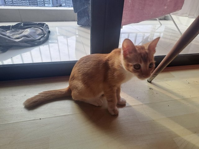 Kitty - Domestic Short Hair Cat