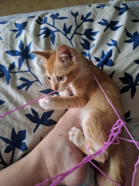 Kitty - Domestic Short Hair Cat