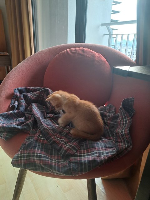 Kitty - Domestic Short Hair Cat