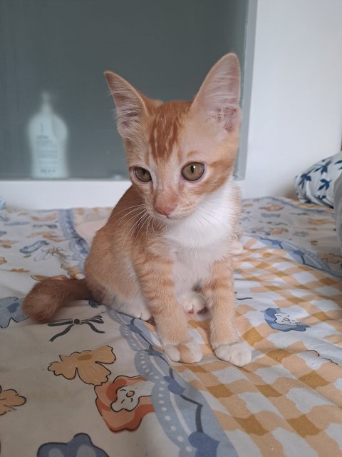 Kitty - Domestic Short Hair Cat