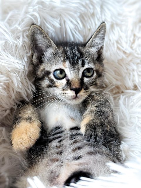 Aurora - Domestic Short Hair Cat