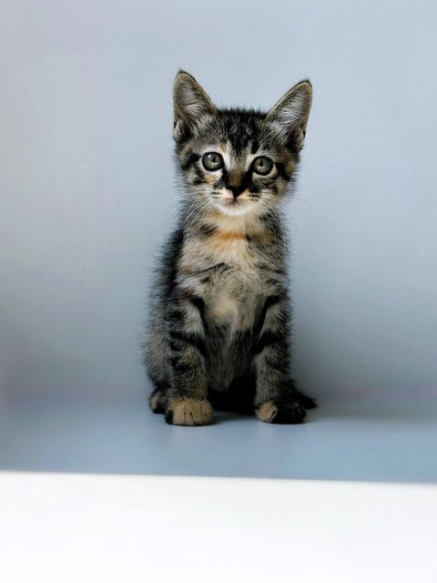 Aurora - Domestic Short Hair Cat