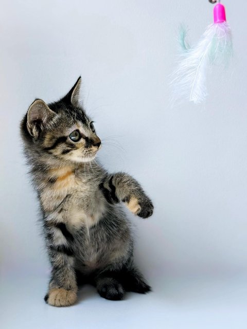 Aurora - Domestic Short Hair Cat