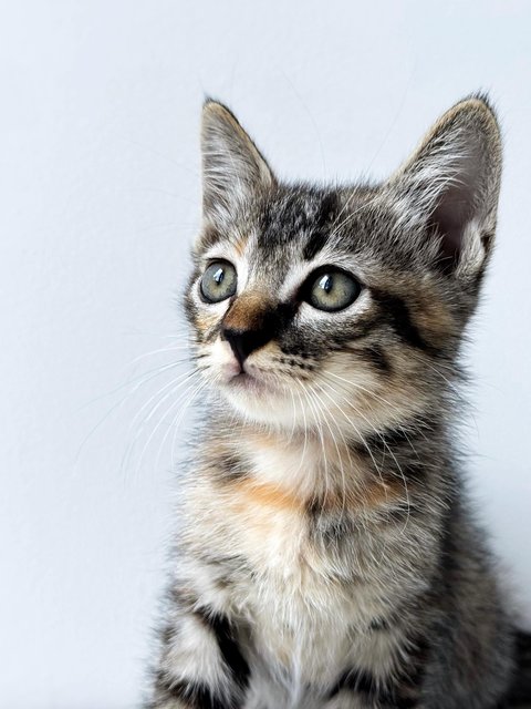 Aurora - Domestic Short Hair Cat