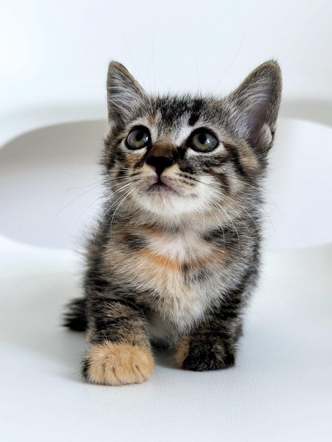 Aurora - Domestic Short Hair Cat