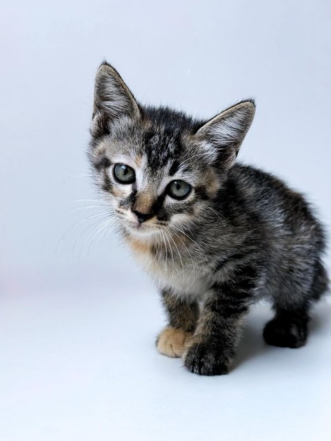 Aurora - Domestic Short Hair Cat