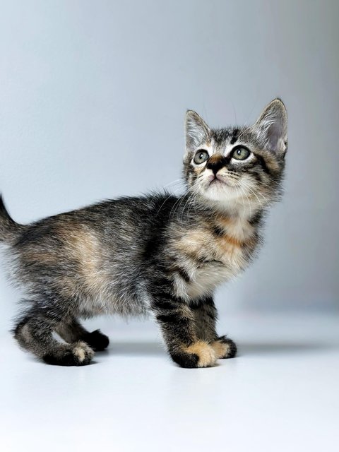 Aurora - Domestic Short Hair Cat